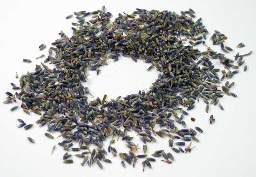 Lavendel - Das blaue Gold