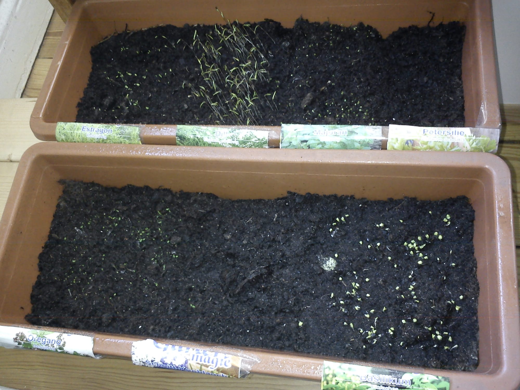 Kochen mit frischen Kräutern - Champignon-Avocado-Kräuter-Creme