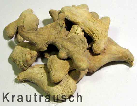 Ingwer - als Tee oder zum Kochen zu gebrauchen
