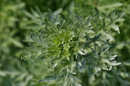 Küchenkräuter selber ziehen - So wird's gemacht