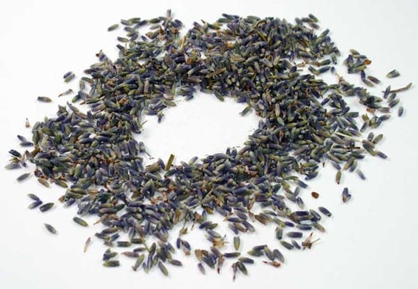 Lavendel - Das blaue Gold