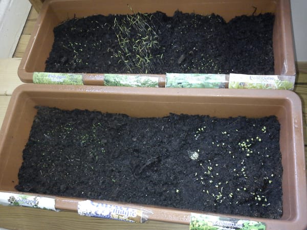 Kochen mit frischen Kräutern - Champignon-Avocado-Kräuter-Creme