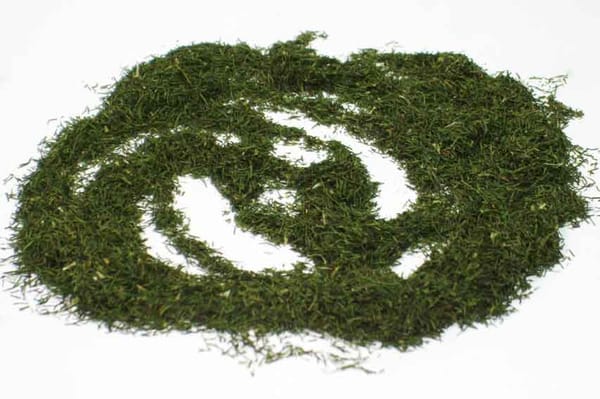 Dill - ein beliebtes Gewürz