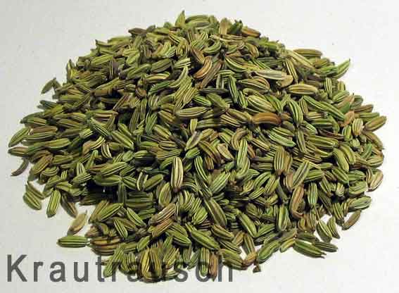 Fenchel - Arzneipflanze 2009