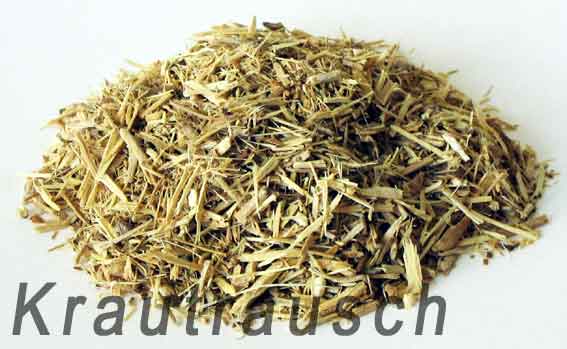 Taigawurzel - ein immergrüner Strauch