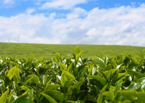 Die Grill-Saison beginnt!