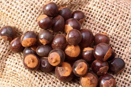 Guarana - Herkunft und Anwendung