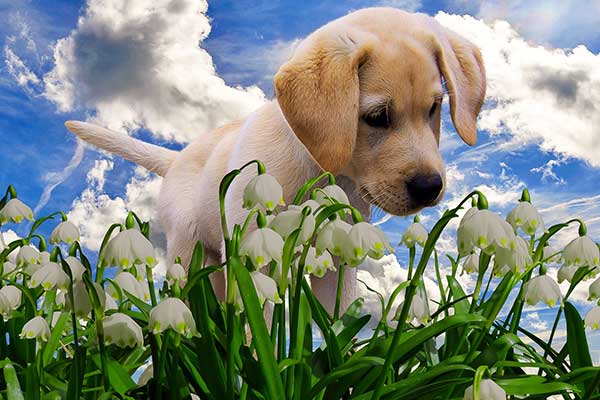 Hund im Blumenfeld (Bild: Gellinger / Pixabay.com)