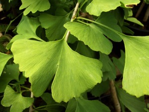 Ginkgo